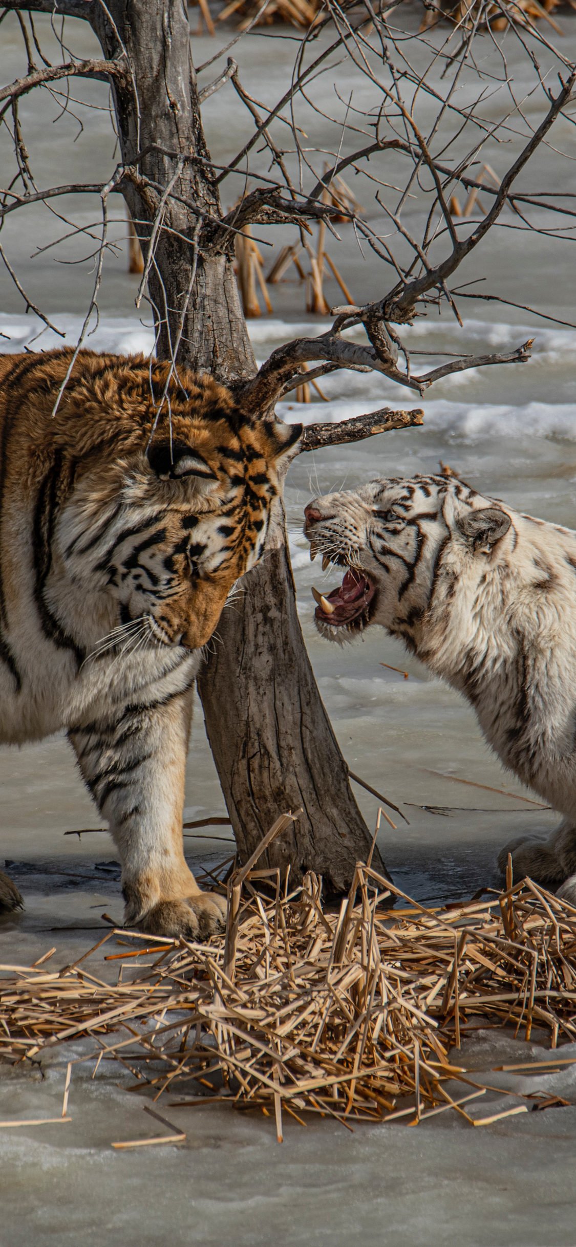 [2436×1125]老虎 饲养 猛兽 白虎 苹果手机壁纸图片