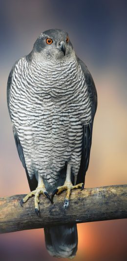 [2436x1125]老鹰 动物 鸟类 飞行 苹果手机壁纸图片
