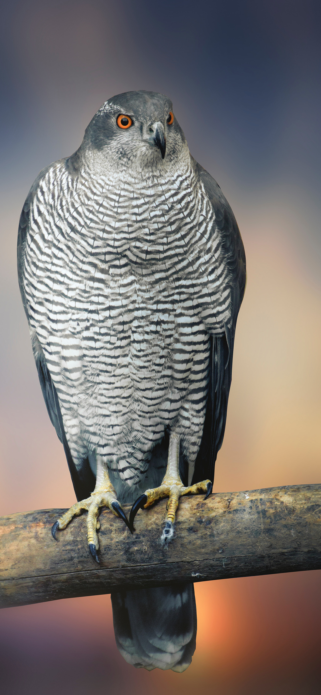 [2436×1125]老鹰 动物 鸟类 飞行 苹果手机壁纸图片