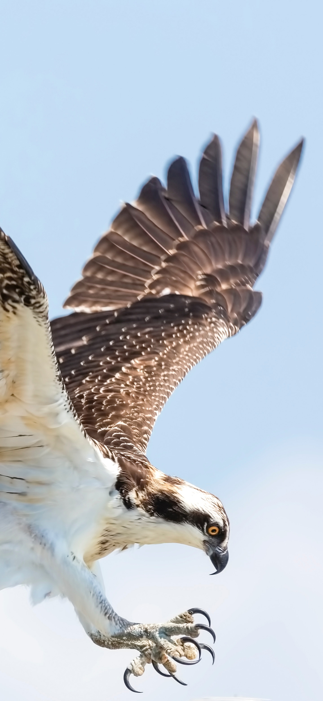 [2436×1125]老鹰 展翅高飞 立体 鸟类 苹果手机壁纸图片