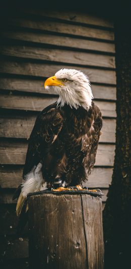 [2436x1125]老鹰 木桩 鸟类 羽毛 苹果手机壁纸图片