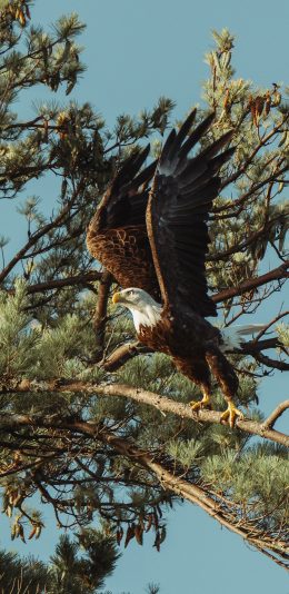 [2436x1125]老鹰 树枝 飞鸟 展翅 苹果手机壁纸图片