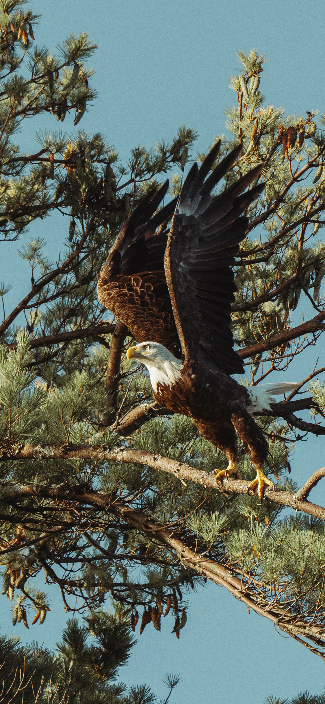[2436×1125]老鹰 树枝 飞鸟 展翅 苹果手机壁纸图片