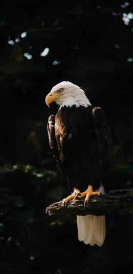 [2436x1125]老鹰 树枝 鸟类 站立 苹果手机壁纸图片