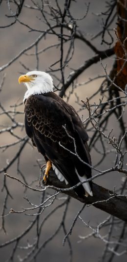 [2436x1125]老鹰 树枝 鸟类 飞鸟 苹果手机壁纸图片