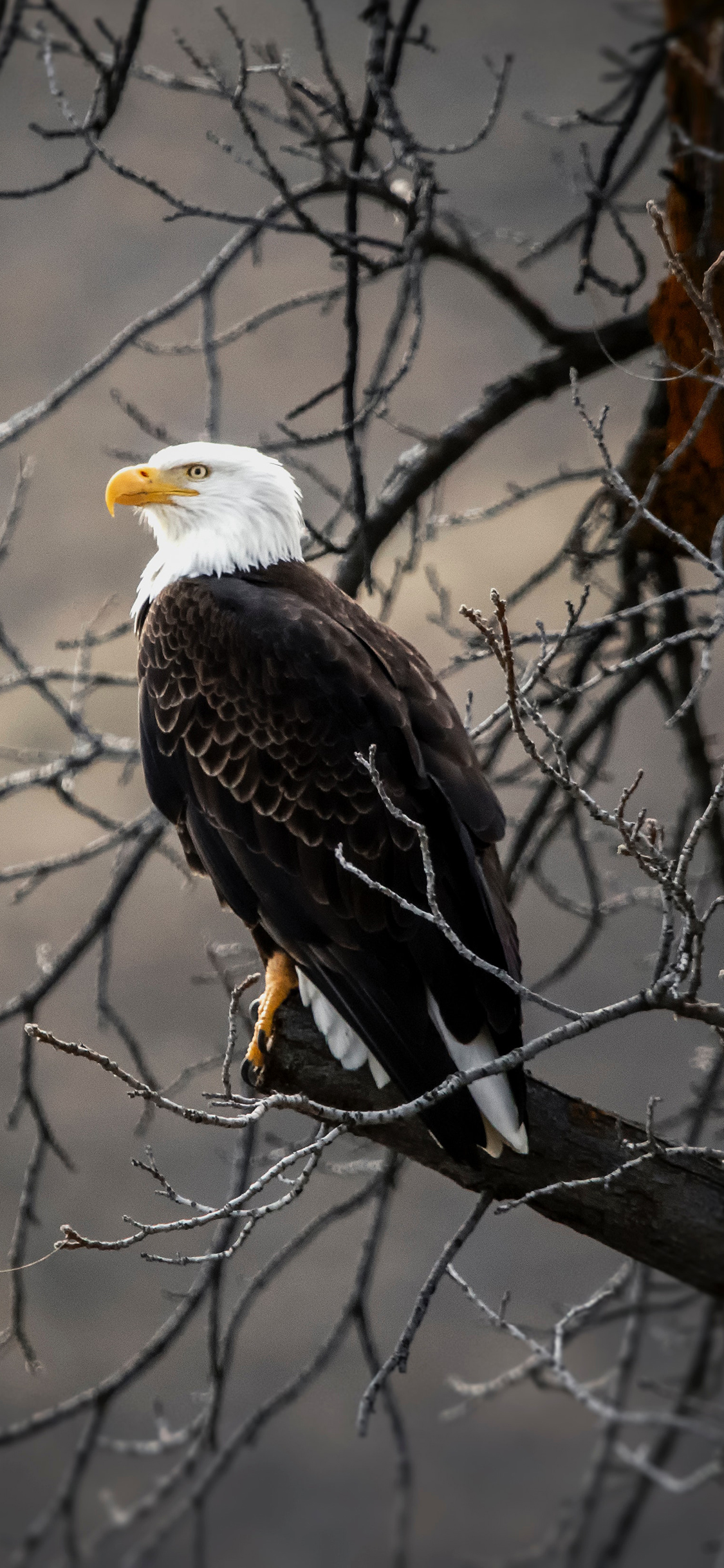 [2436×1125]老鹰 树枝 鸟类 飞鸟 苹果手机壁纸图片