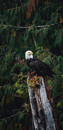 [2436x1125]老鹰 树桩 树干 飞禽 苹果手机壁纸图片