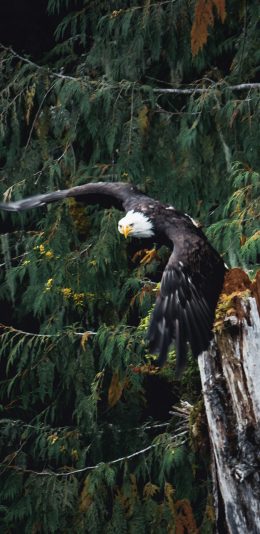 [2436x1125]老鹰 树桩 疏港 展翅高飞 苹果手机壁纸图片