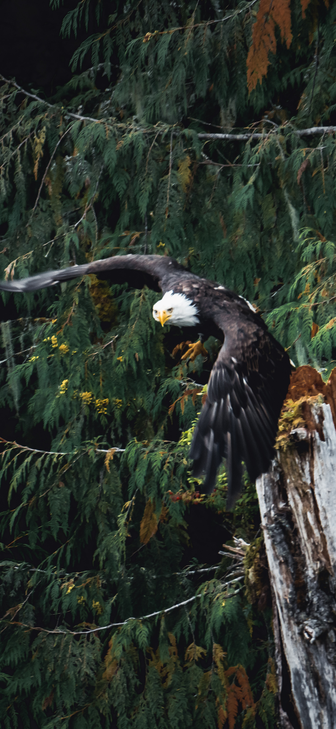 [2436×1125]老鹰 树桩 疏港 展翅高飞 苹果手机壁纸图片