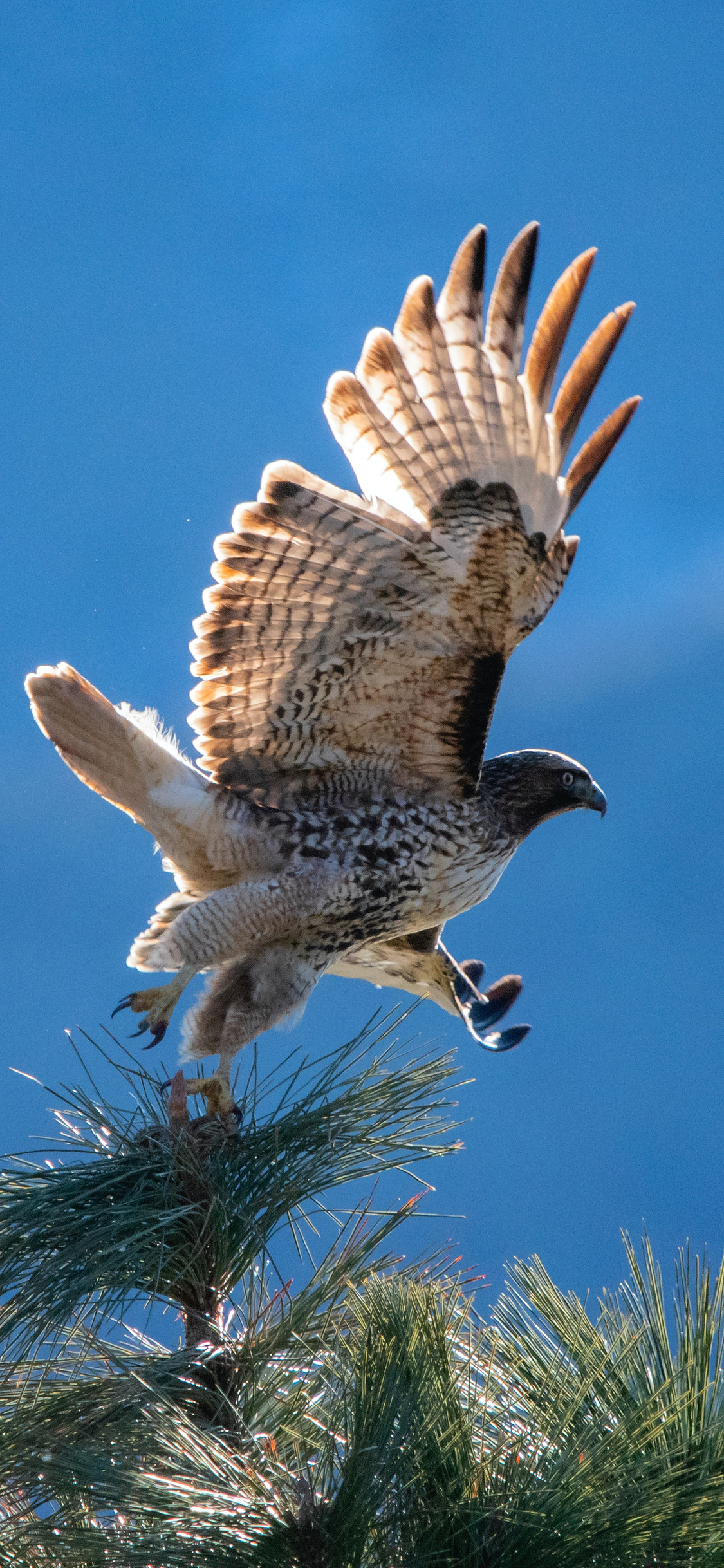 [2436×1125]老鹰 树顶 天空 鸟类 飞跃 苹果手机壁纸图片