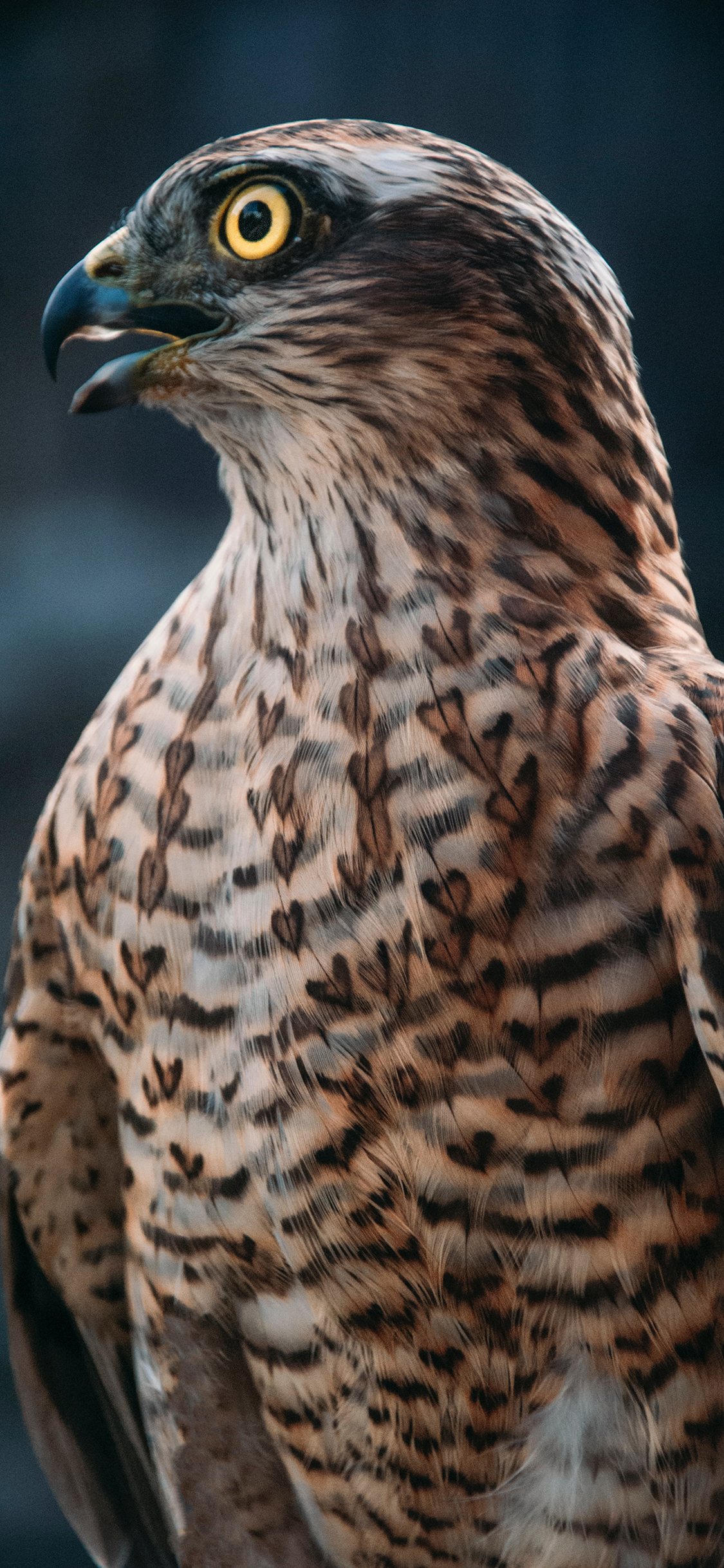 [2436×1125]老鹰 羽毛 鸟类 猛兽 苹果手机壁纸图片