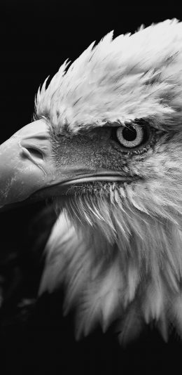 [2436x1125]老鹰 羽毛 鸟类 鹰眼 苹果手机壁纸图片