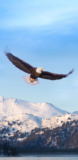 [2436x1125]老鹰 翱翔 飞翔 翅膀 雪山 湖水 苹果手机壁纸图片