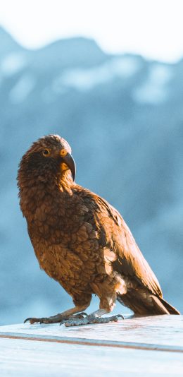 [2436x1125]老鹰 金雕 飞鸟 犀利 苹果手机壁纸图片