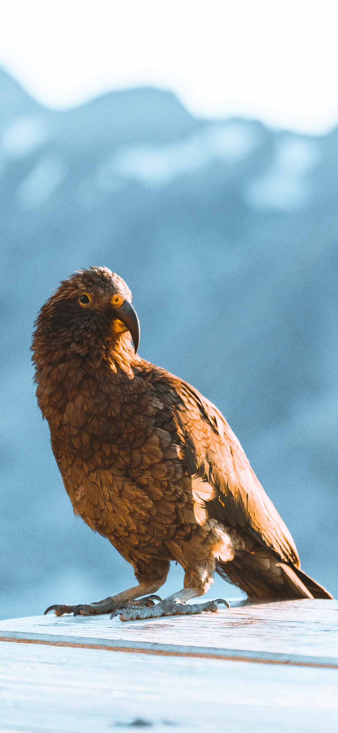 [2436×1125]老鹰 金雕 飞鸟 犀利 苹果手机壁纸图片