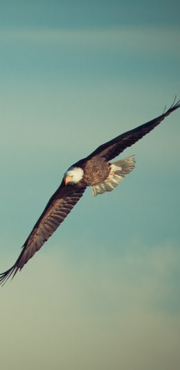[2436x1125]老鹰 飞行 翅膀 飞翔 天空 翱翔 苹果手机壁纸图片