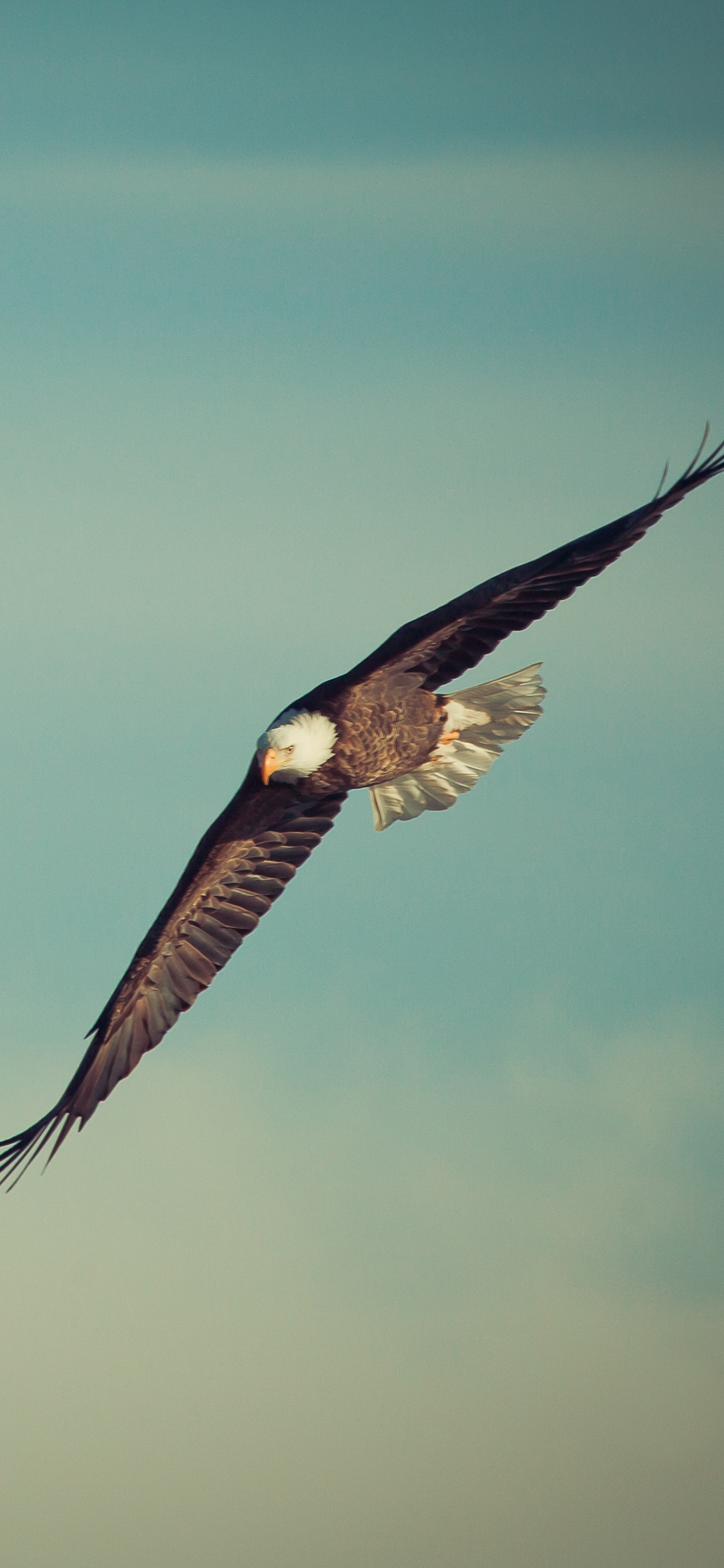[2436×1125]老鹰 飞行 翅膀 飞翔 天空 翱翔 苹果手机壁纸图片