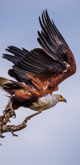 [2436x1125]老鹰 飞鸟 树枝 鹰爪 苹果手机壁纸图片