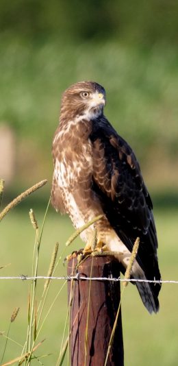 [2436x1125]老鹰 飞鸟 站立 鸟类 苹果手机壁纸图片