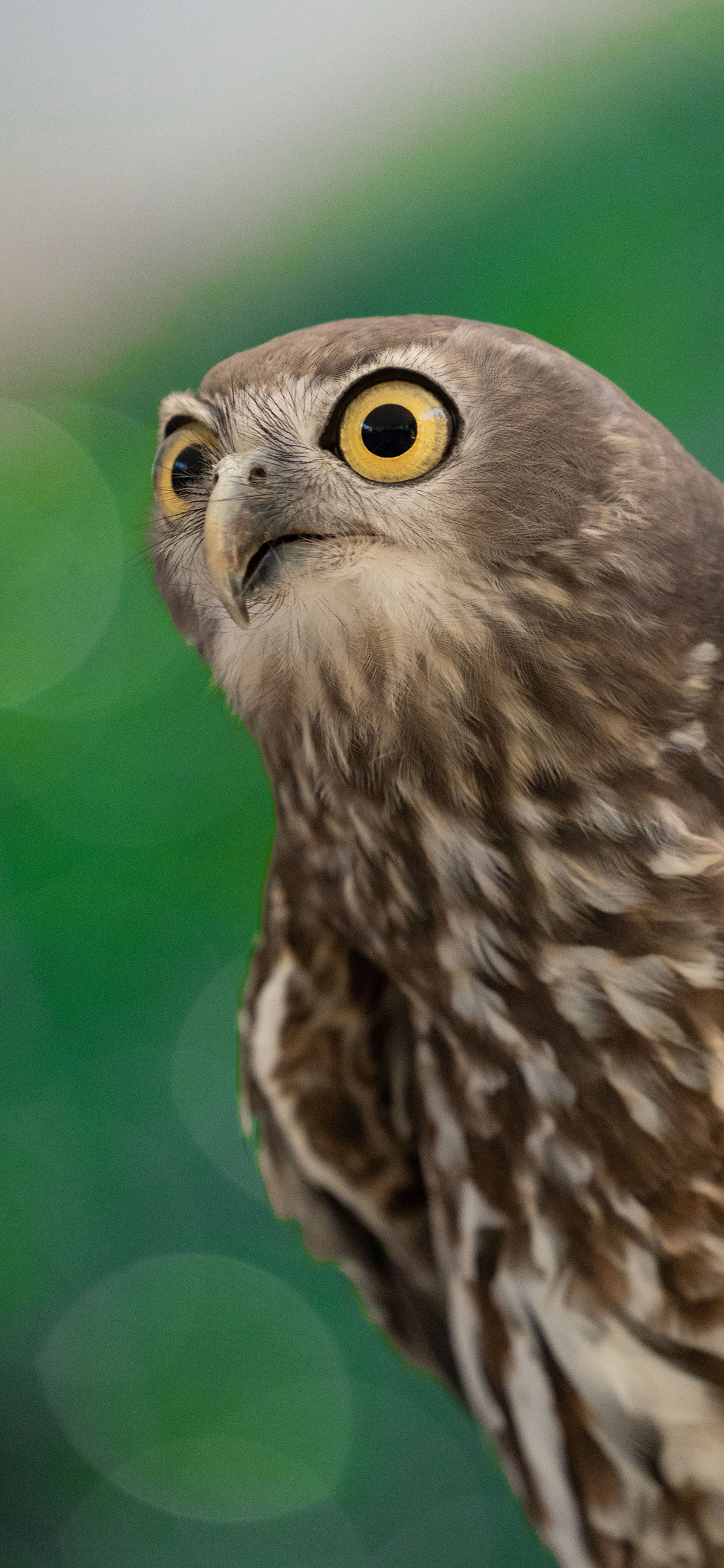 [2436×1125]老鹰 鸟类 羽毛 飞禽 苹果手机壁纸图片