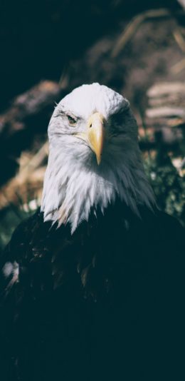 [2436x1125]老鹰 鸟类 雄鹰 鹰橼 苹果手机壁纸图片