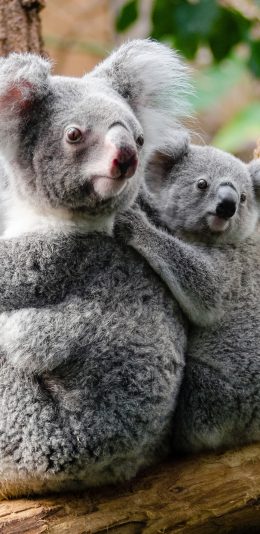 [2436x1125]考拉 动物 慵懒 树枝 苹果手机壁纸图片