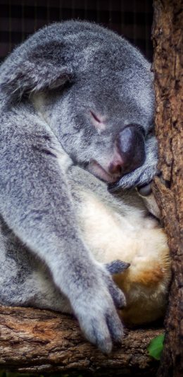 [2436x1125]考拉 动物 树枝 睡眠 苹果手机壁纸图片