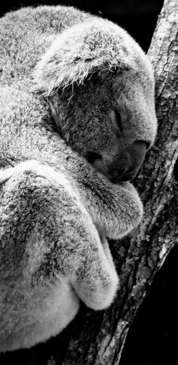 [2436x1125]考拉 动物 黑白 瞌睡 苹果手机壁纸图片