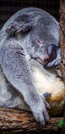 [2436x1125]考拉 呆萌 睡觉 小肚子 苹果手机壁纸图片