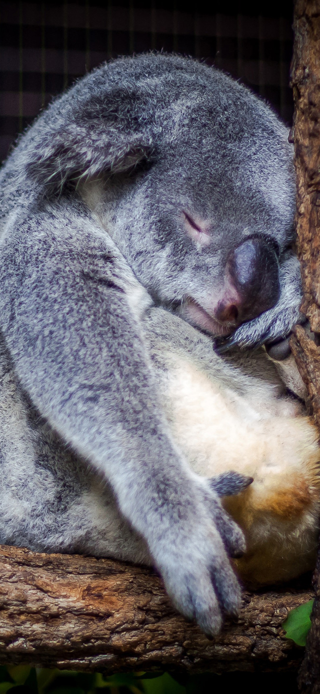 [2436×1125]考拉 呆萌 睡觉 小肚子 苹果手机壁纸图片