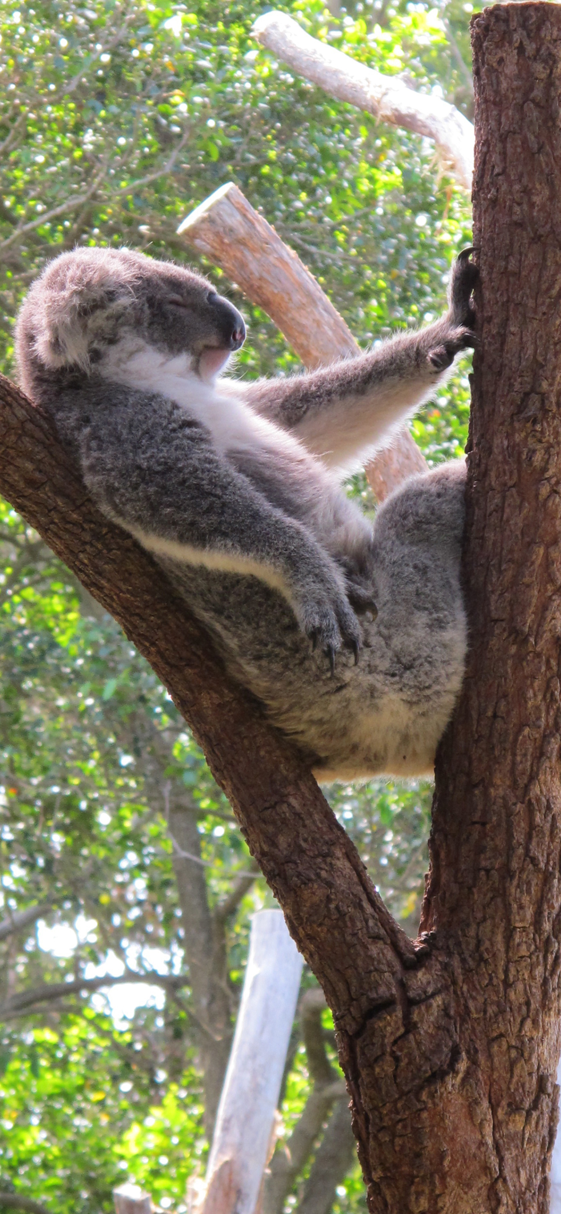 [2436×1125]考拉 树干 休憩 潇洒 苹果手机壁纸图片