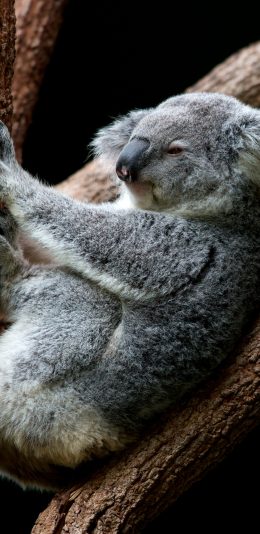 [2436x1125]考拉 树干 休憩 爬行 苹果手机壁纸图片