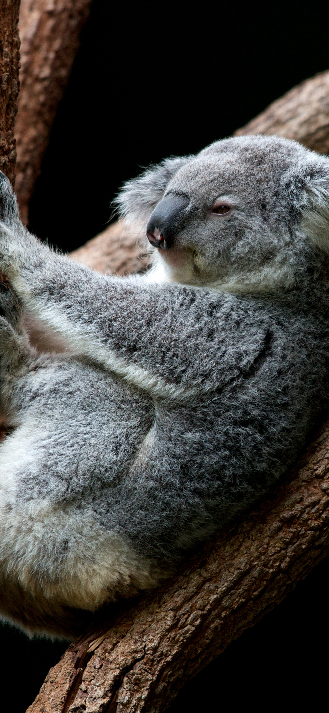 [2436×1125]考拉 树干 休憩 爬行 苹果手机壁纸图片