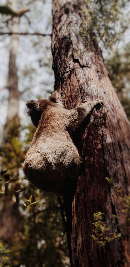 [2436x1125]考拉 树干 屁股 澳洲 苹果手机壁纸图片