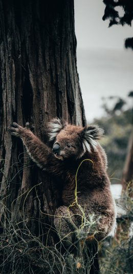 [2436x1125]考拉 树干 树木  树袋熊 苹果手机壁纸图片
