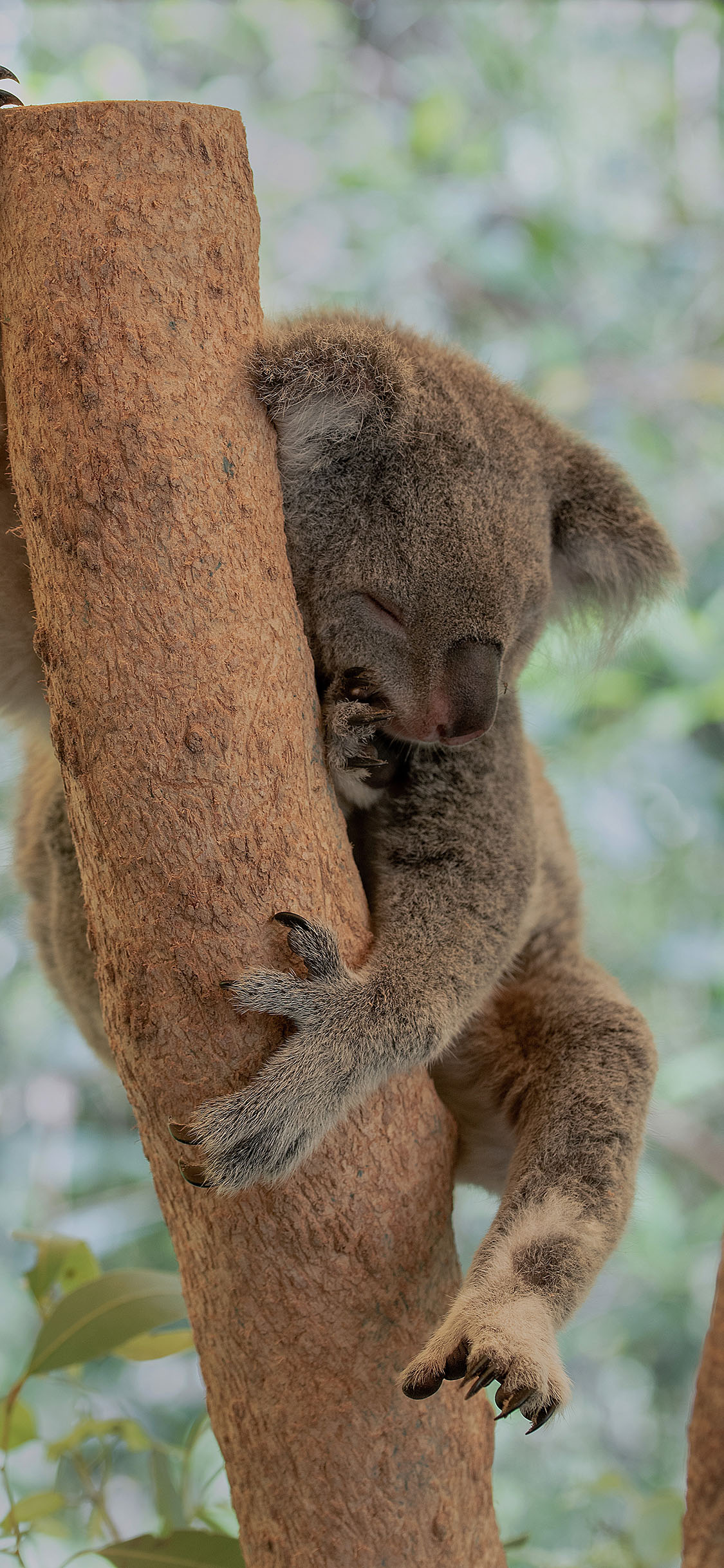[2436×1125]考拉 树干 树袋熊 国宝 苹果手机壁纸图片