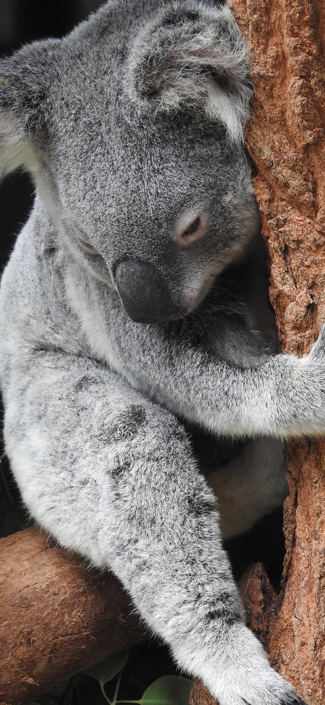 [2436×1125]考拉 树木 树袋熊 国宝 苹果手机壁纸图片