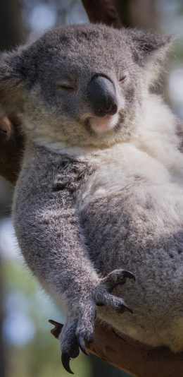 [2436x1125]考拉 树枝 手足 休息 苹果手机壁纸图片
