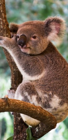 [2436x1125]考拉 树枝 皮毛 树干 苹果手机壁纸图片