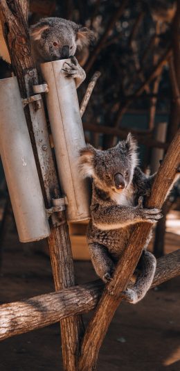 [2436x1125]考拉 树桩 树干 树袋熊 苹果手机壁纸图片