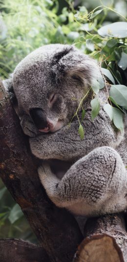 [2436x1125]考拉 树熊 睡觉 树枝 枝干 可爱 苹果手机壁纸图片