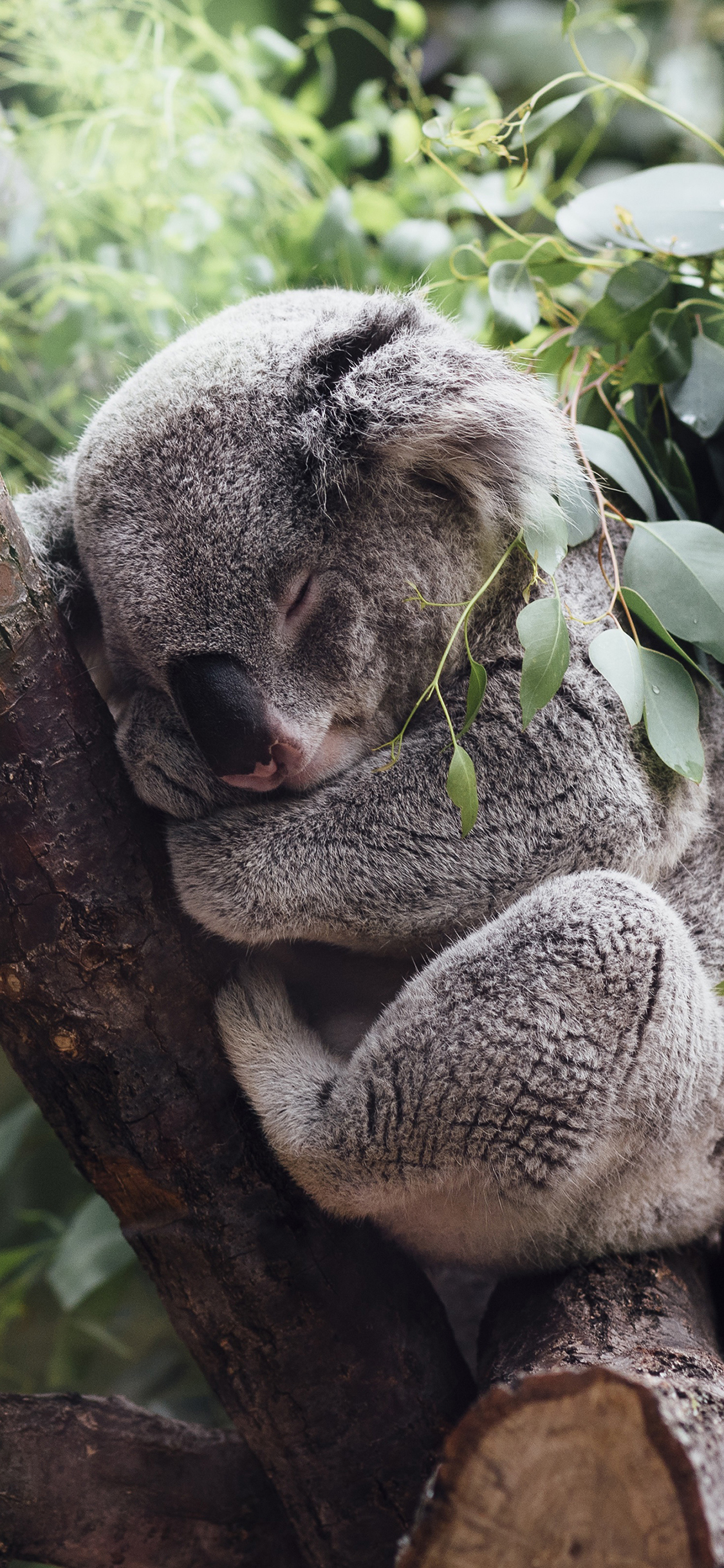 [2436×1125]考拉 树熊 睡觉 树枝 枝干 可爱 苹果手机壁纸图片