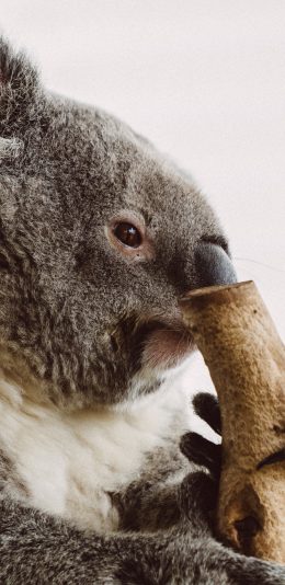 [2436x1125]考拉 树袋熊 呆萌 树枝 苹果手机壁纸图片