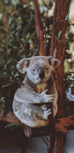 [2436x1125]考拉 树袋熊 枝干 可爱 端坐 苹果手机壁纸图片
