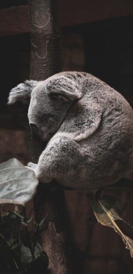 [2436x1125]考拉 树袋熊 树干 可爱 苹果手机壁纸图片