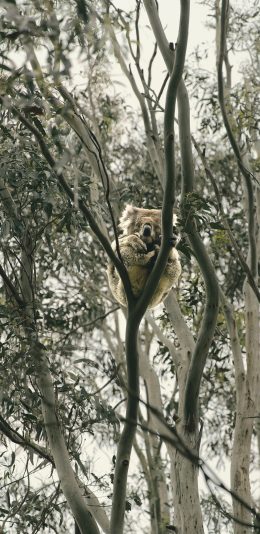 [2436x1125]考拉 树袋熊 树干 桉树 苹果手机壁纸图片