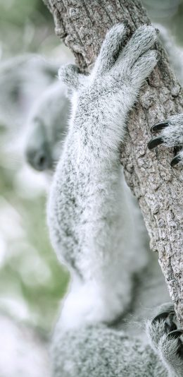 [2436x1125]考拉 树袋熊 树干 皮毛 苹果手机壁纸图片