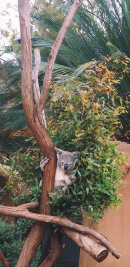 [2436x1125]考拉 树袋熊 树干 饲养 苹果手机壁纸图片