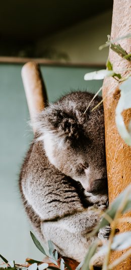 [2436x1125]考拉 树袋熊 树枝 枝叶 苹果手机壁纸图片