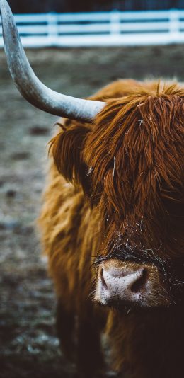 [2436x1125]耗牛 牛角 牲畜 皮毛 苹果手机壁纸图片